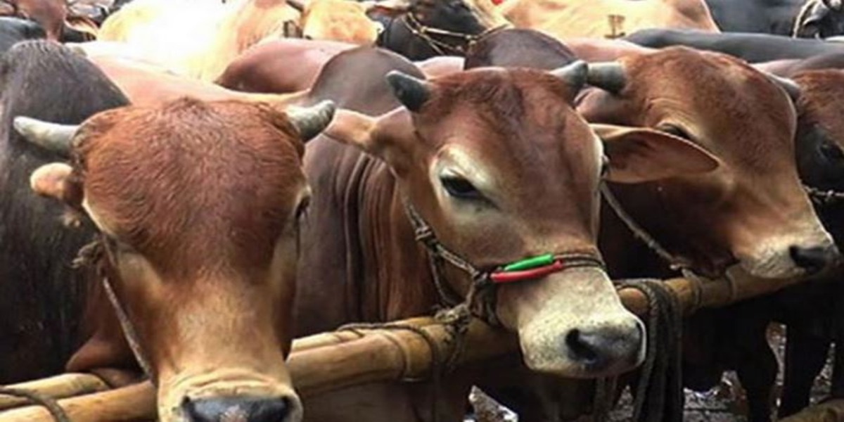 Over 22.73 lakh livestock surplus in country after fulfill Eid demand