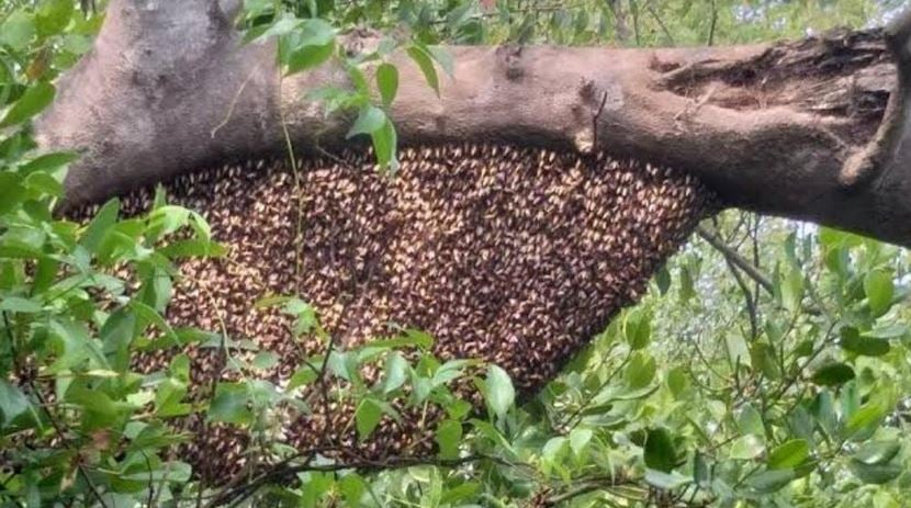 Sundarbans’ honey being registered as GI product of Bangladesh
